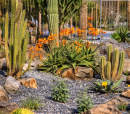Jardin botanique de cactus et succulentes « Teresa »